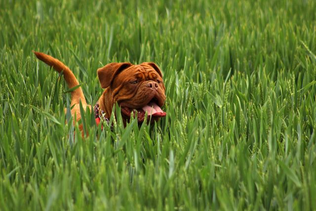 Brown Short Haired Dog on Green Grass during Daytime - Download Free Stock Photos Pikwizard.com