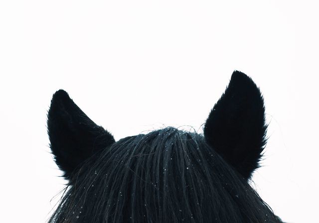a horse's ears - Download Free Stock Photos Pikwizard.com