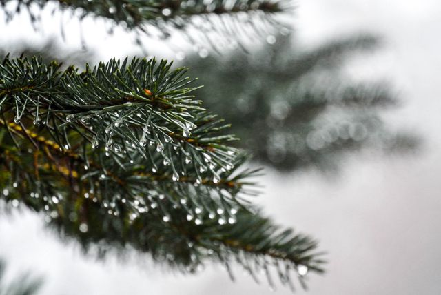 Fir Tree Christmas - Download Free Stock Photos Pikwizard.com