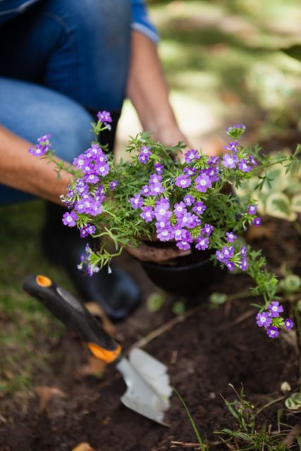 Low section of senior woman planting purple flowers in soil - Download Free Stock Photos Pikwizard.com