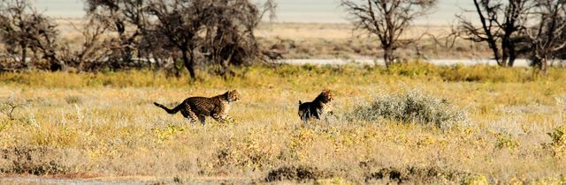 Africa cheetah etosha namibia - Download Free Stock Photos Pikwizard.com