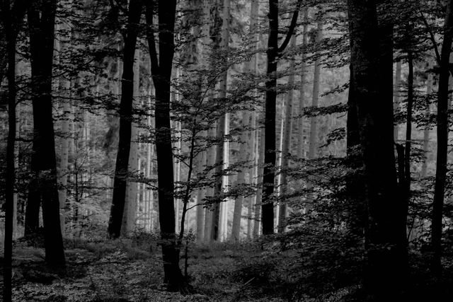 Tree Landscape Silhouette - Download Free Stock Photos Pikwizard.com