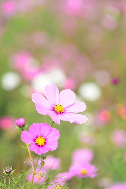 Close-up of Pink Cosmos Flowers - Download Free Stock Photos Pikwizard.com