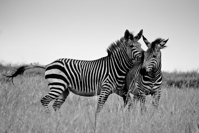 Africa animal safari wildlife - Download Free Stock Photos Pikwizard.com