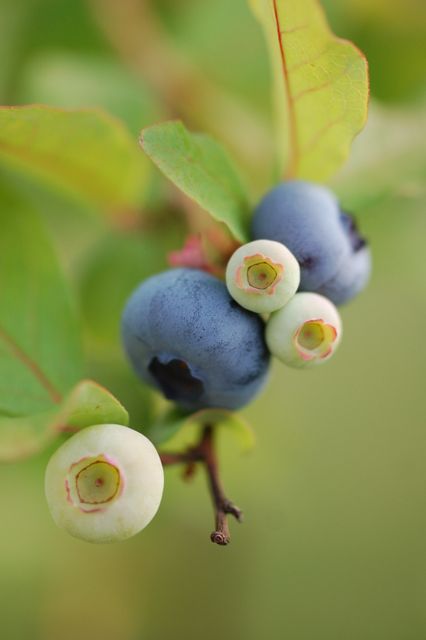 Blue blueberries blueberry blur - Download Free Stock Photos Pikwizard.com