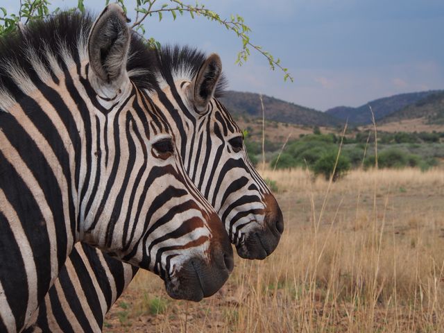 Africa animal world gauteng national park - Download Free Stock Photos Pikwizard.com