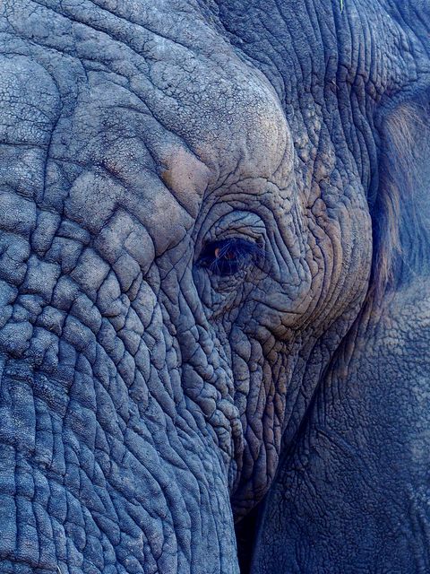 Wrinkle Elephant Depression - Download Free Stock Photos Pikwizard.com