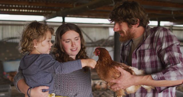 Happy caucasian family working on farm, holding chicken. homesteading, healthy lifestyle on organic farm in the countryside.