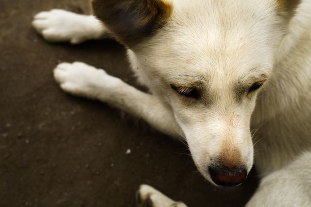 Canine Dog Eskimo dog - Download Free Stock Photos Pikwizard.com
