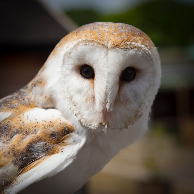 White and Brown Owl Animal - Download Free Stock Photos Pikwizard.com