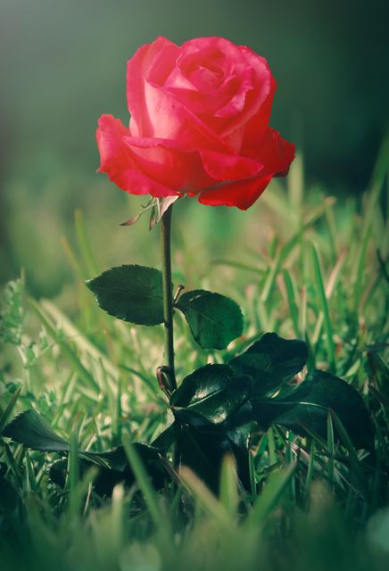 Bud Rose Flower - Download Free Stock Photos Pikwizard.com