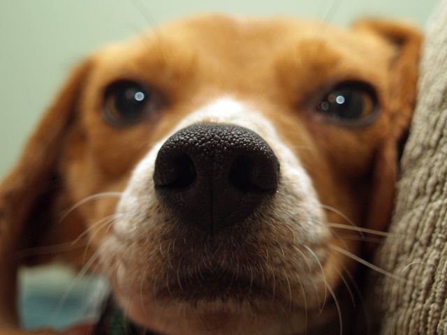 Dog pet cute beagle - Download Free Stock Photos Pikwizard.com