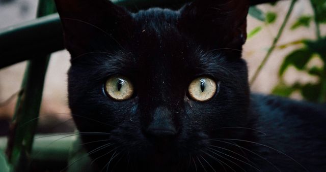 a black cat - Download Free Stock Photos Pikwizard.com