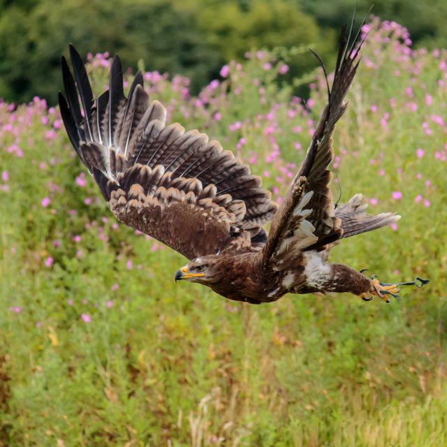Brown White and Black Eagle Flying Nearby Pink Flower Field - Download Free Stock Photos Pikwizard.com