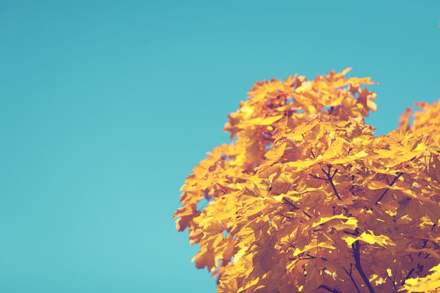 Yellow Leave Tree Under Blue Sky during Daytime - Download Free Stock Photos Pikwizard.com