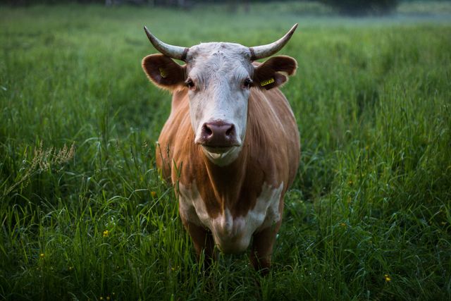 Brown and White Cow Standing on Green Grass Field at Daytime - Download Free Stock Photos Pikwizard.com
