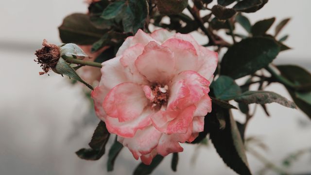 Rose Shrub Flower - Download Free Stock Photos Pikwizard.com