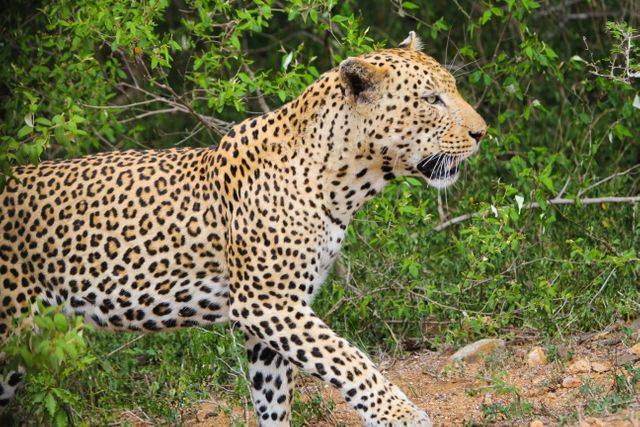 20+ Cheetah Wallpaper Images  Download Free Image & Pictures - Pikwizard