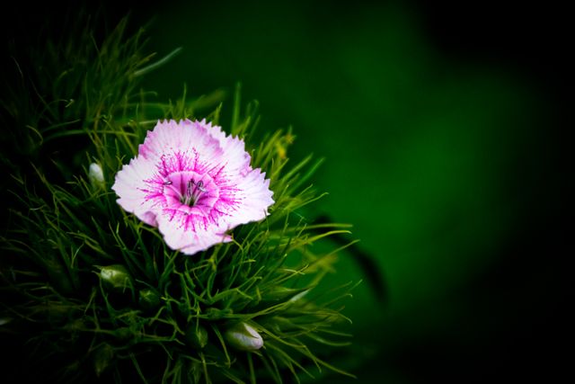 Pink Flower Blossom - Download Free Stock Photos Pikwizard.com