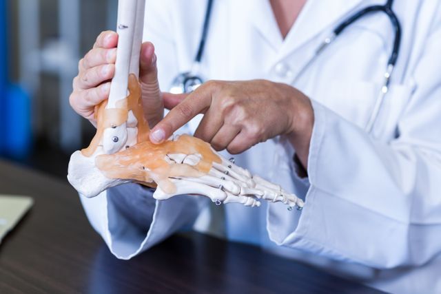 Physiotherapist holding a skeleton feet model - Download Free Stock Photos Pikwizard.com