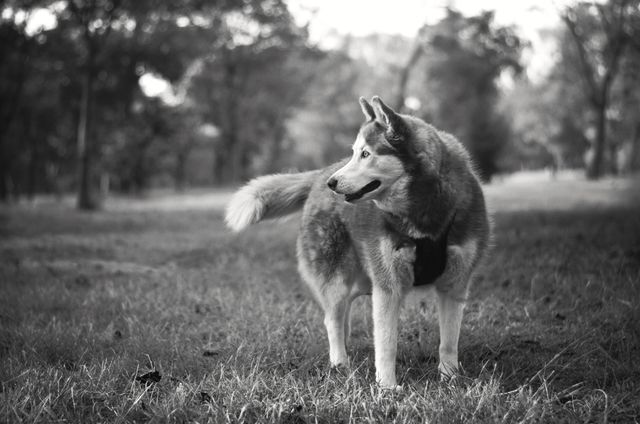 Gray and White Siberian Husky in Grayscale - Download Free Stock Photos Pikwizard.com