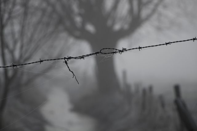 Christmas Tree Made From Barbed Wire Stock Photo - Download Image