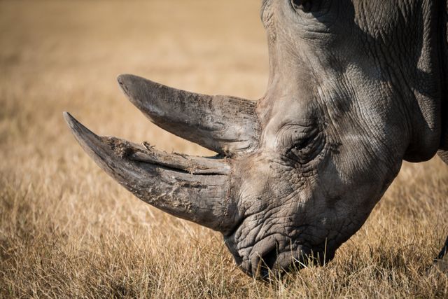 Rhino rhinoceros wilderness wild - Download Free Stock Photos Pikwizard.com
