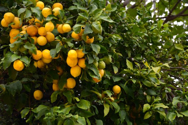 Orange Fruit Citrus - Download Free Stock Photos Pikwizard.com