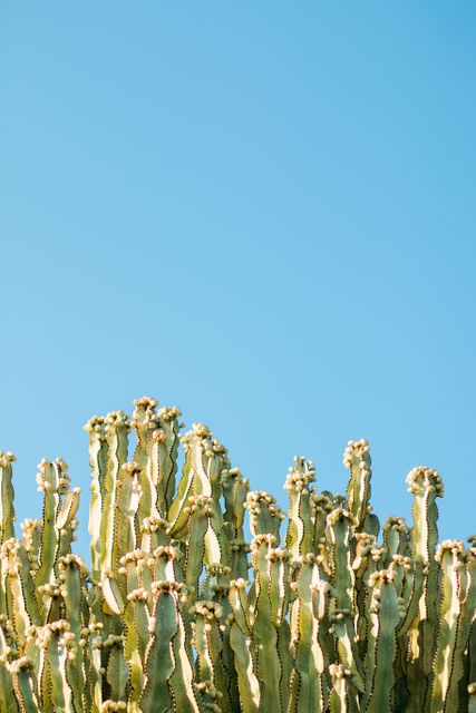 Cacti Plants and Blue Sky - Download Free Stock Photos Pikwizard.com
