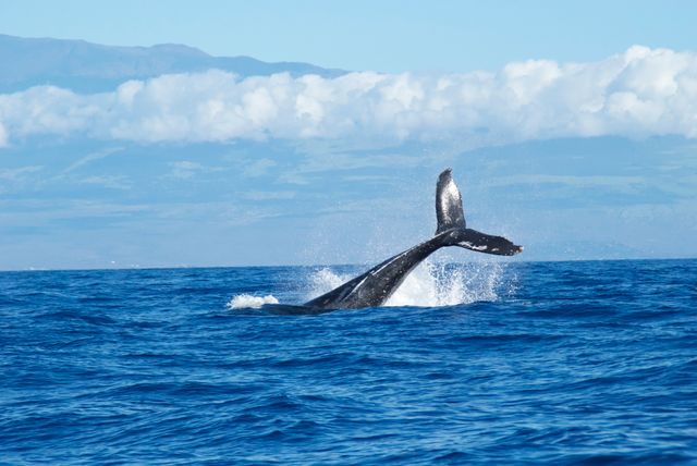Black Whale Diving in Calm Sea during Daytime - Download Free Stock Photos Pikwizard.com
