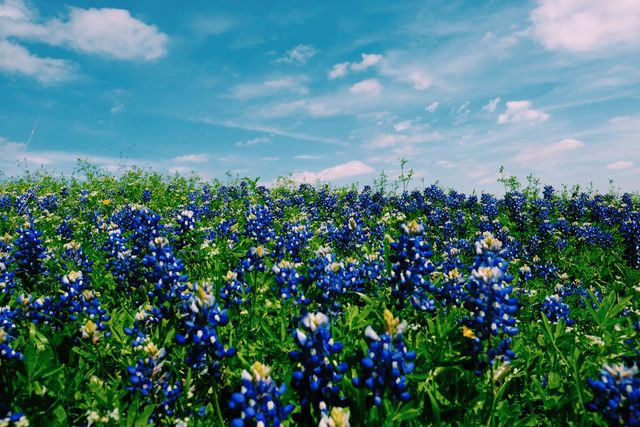 Blue Petaled Flowering Green Plant Field - Download Free Stock Photos Pikwizard.com