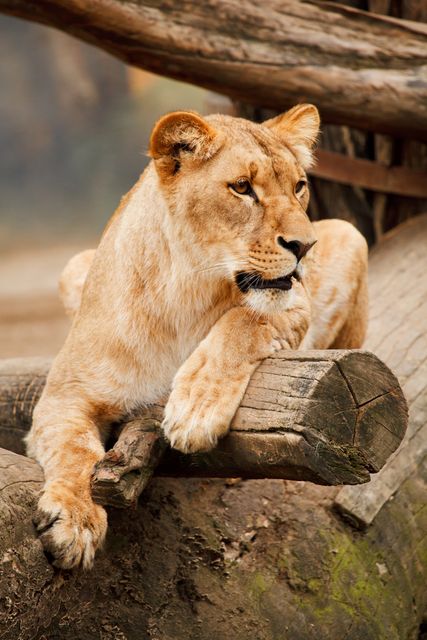 Close up of a lioness sitting on a tree trunk in the forest. Wildlife and nature concept