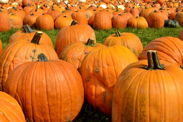 a field full of pumpkins - Download Free Stock Photos Pikwizard.com
