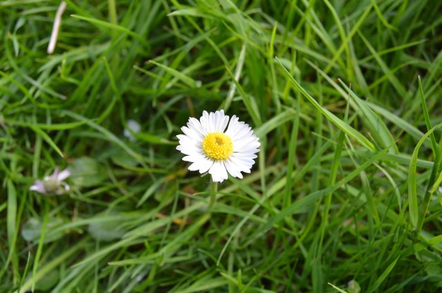 Chamomile Flower Daisy - Download Free Stock Photos Pikwizard.com