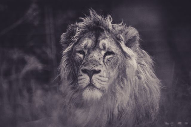 Leo Lion Big cat - Download Free Stock Photos Pikwizard.com