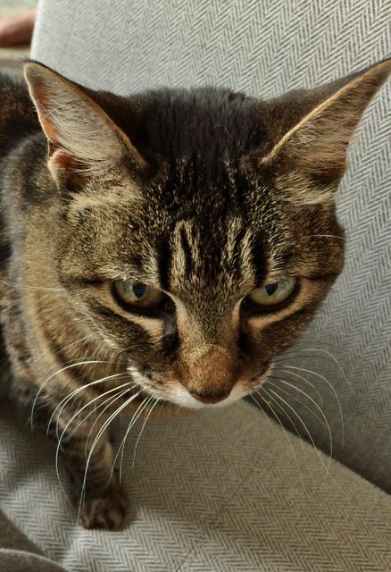 Cat Tabby Feline - Download Free Stock Photos Pikwizard.com