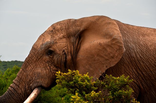 Africa african bush elephant big five elephant - Download Free Stock Photos Pikwizard.com