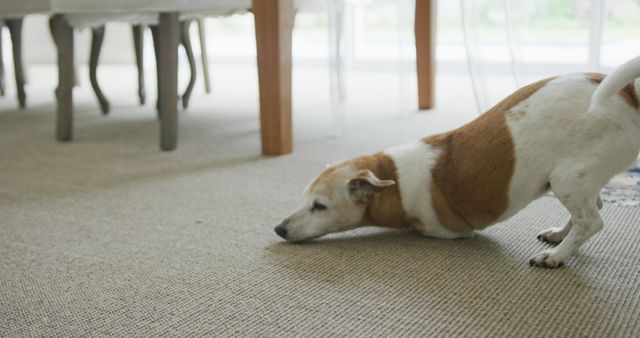 Close up of happy pet dog playing on carpet in living room. domestic lifestyle, enjoying leisure time at home.
