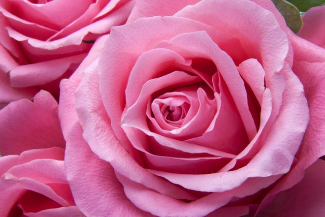a bunch of pink roses - Download Free Stock Photos Pikwizard.com