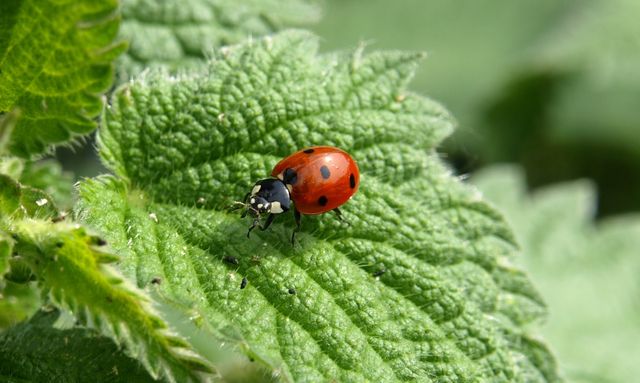 Ladybug Insect - Download Free Stock Photos Pikwizard.com