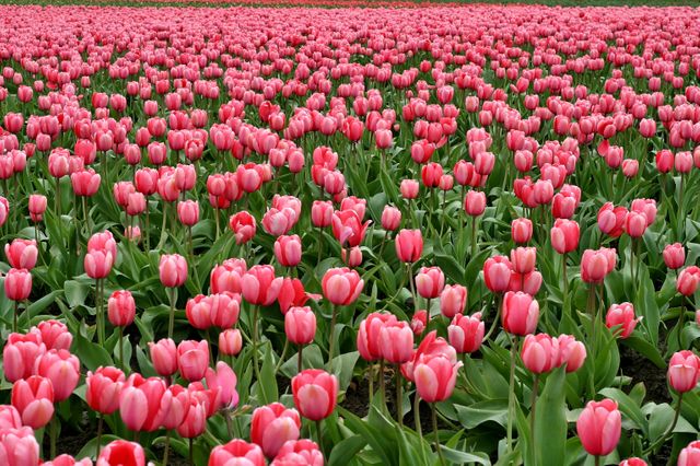 a field of pink tulips - Download Free Stock Photos Pikwizard.com