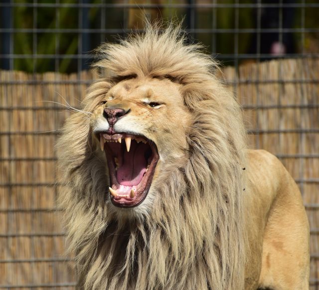Lion Roaring Inside Cager - Download Free Stock Photos Pikwizard.com