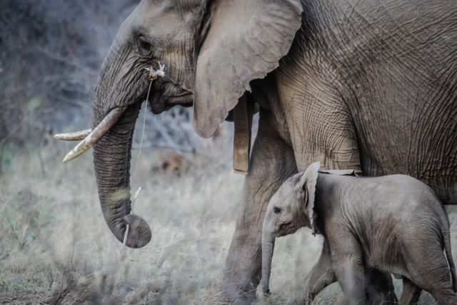 Elephant Mammal African elephant - Download Free Stock Photos Pikwizard.com