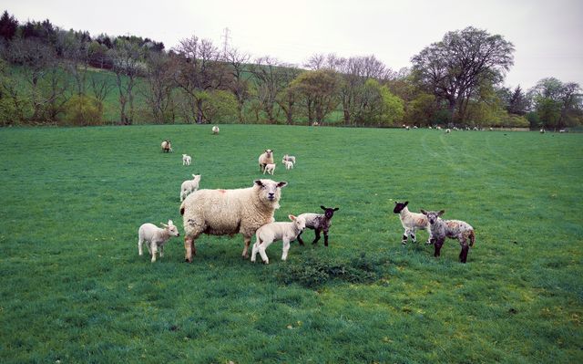 Sheep and lambs in grass field. farming  and livestock concept