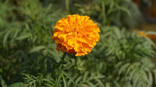 Close up of orange marigold blooming outdoors - Download Free Stock Photos Pikwizard.com