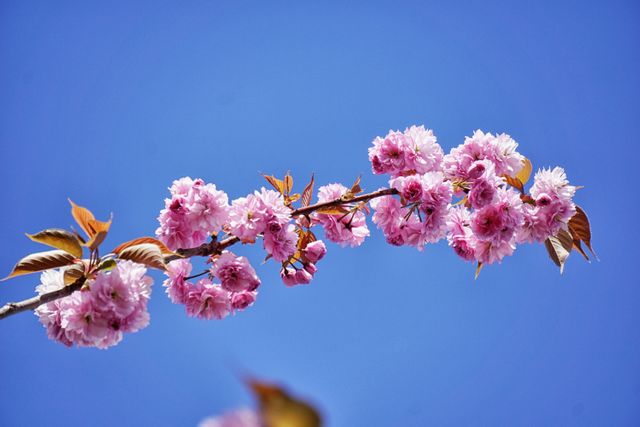 Macro Photo of Petal Flower during Daytime - Download Free Stock Photos Pikwizard.com