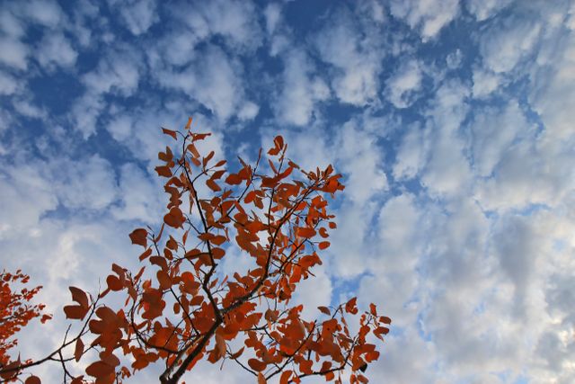 a tree with orange leaves - Download Free Stock Photos Pikwizard.com