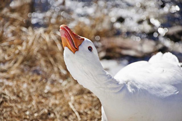 Bird fowl goose water - Download Free Stock Photos Pikwizard.com