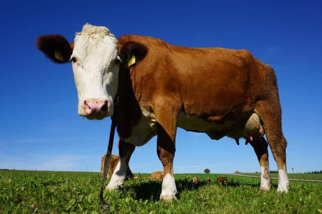 Portrait of Cow Standing in Pasture - Download Free Stock Photos Pikwizard.com