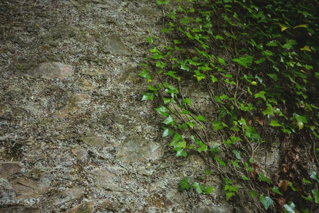Stone wall with green leaves - Download Free Stock Photos Pikwizard.com